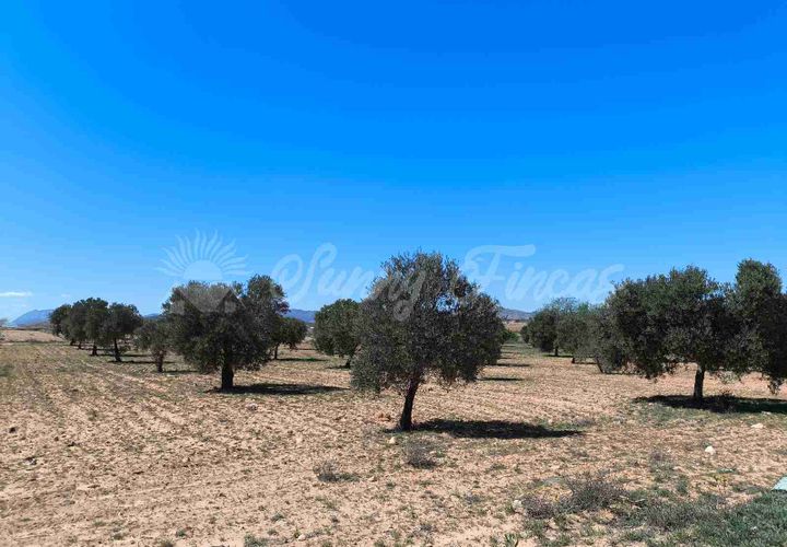 Helårsgrund i Yecla, Murcia, Yecla - € 26.500 | Ref: SF0526 - foto 1